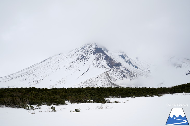 大雪山旭岳ロープウェイスキー場　カムイミンタラ『神々の遊ぶ庭』で春を楽しむ！